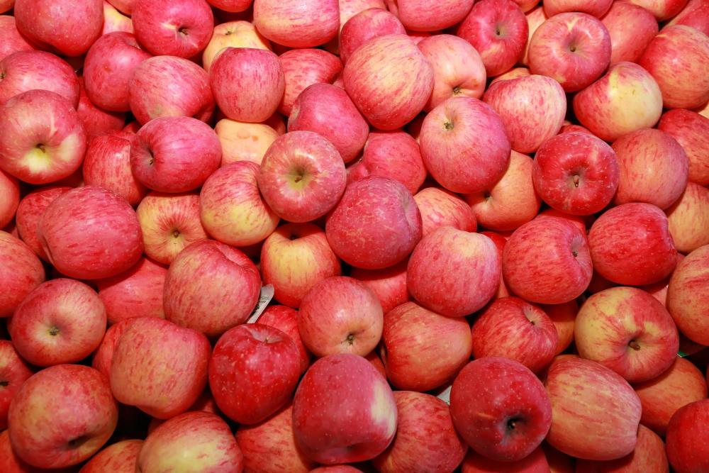 苹果产地最新消息新闻国光苹果哪个产地的最好吃-第2张图片-太平洋在线下载