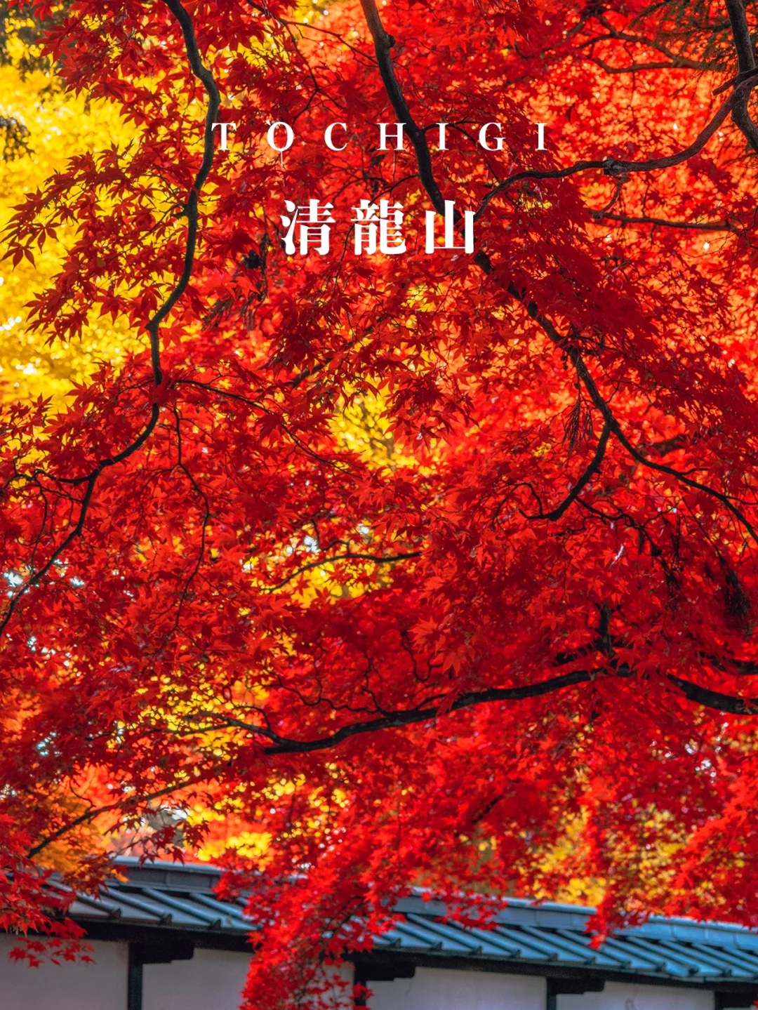佛陀之门安卓版佛陀涅盘后外道侮辱佛法