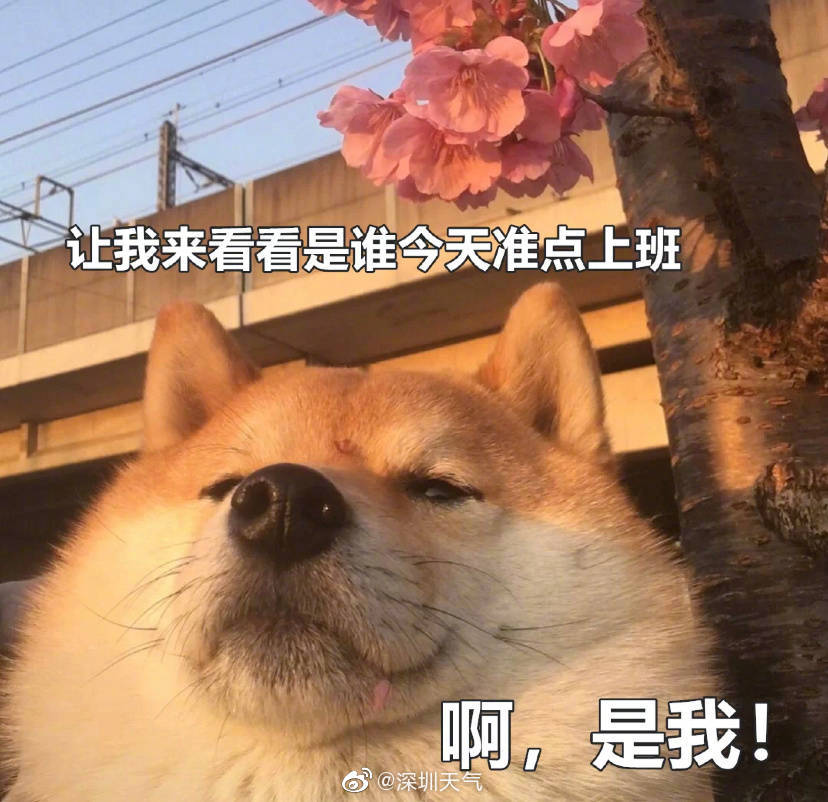 天小狗客户端天小狗软件助手